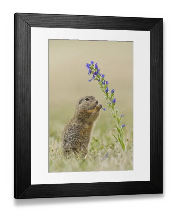 Framed Print : European ground squirrel (Spermophilus citellus) European ground squirrel