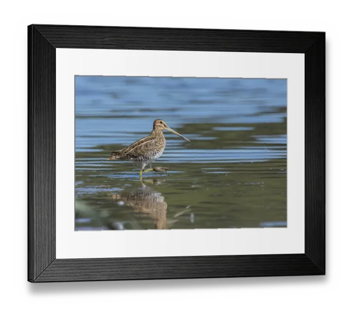 Framed Print : Common Common snipe (Gallinago gallinago)