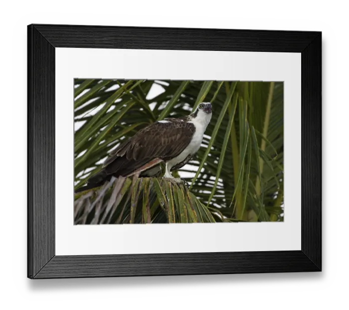 Framed Print : Pandion haliaetus Osprey
