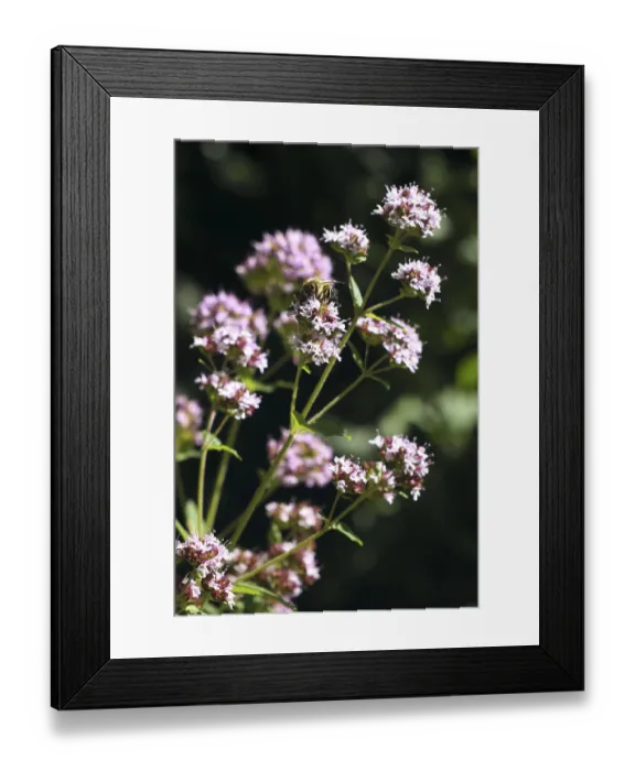 Framed Print : Honey bee on a common thyme (Thymus vulgaris)