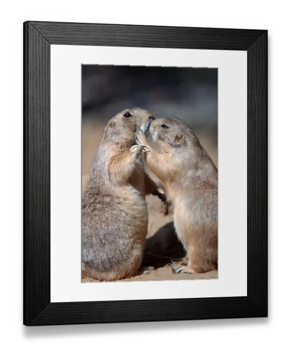 Framed Print : Black-tailed Prairie Dogs (Cynomys ludovicianus)