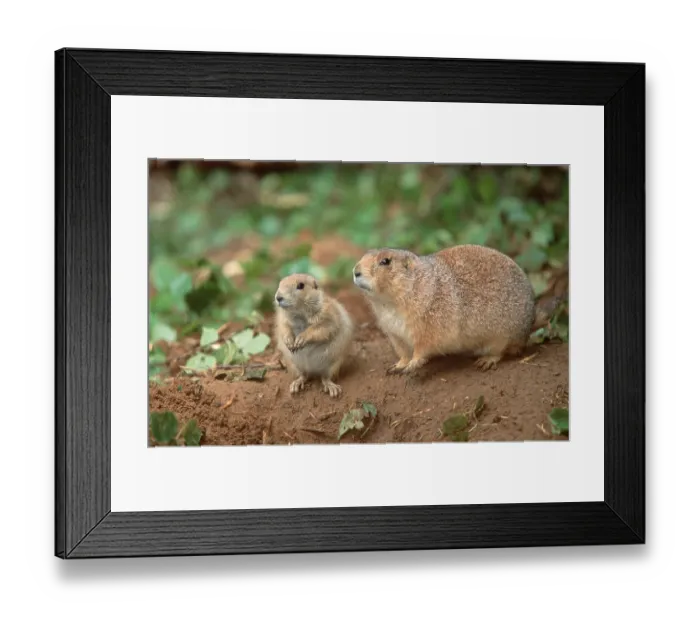 Framed Print : Black-tailed Prairie Dog (Cynomys ludovicianus) with young Framed Print : Black-tailed Prairie Dog (Cynomys ludovicianus) with young