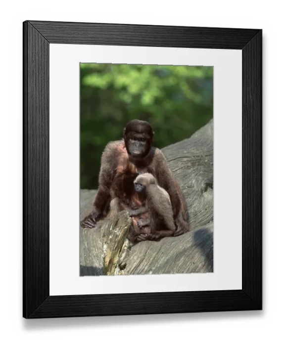 Framed Print : Common Woolly Monkeys (Lagothrix lagotricha)