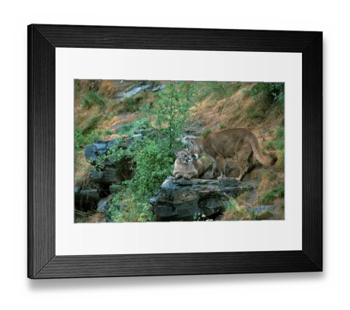 Framed Print : Pumas, pair (Felis concolor), mountain lion