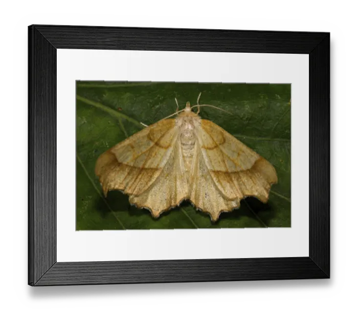 Framed Print : August thorn moth (Ennomos quercinaria)