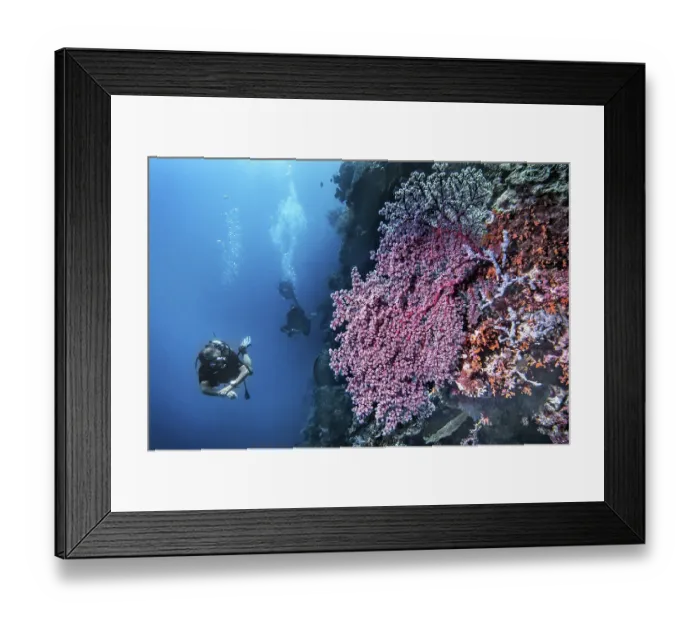 Framed Print : Godeffroy soft coral (Siphonogorgia godeffroyi) Framed Print : Godeffroy soft coral (Siphonogorgia godeffroyi)