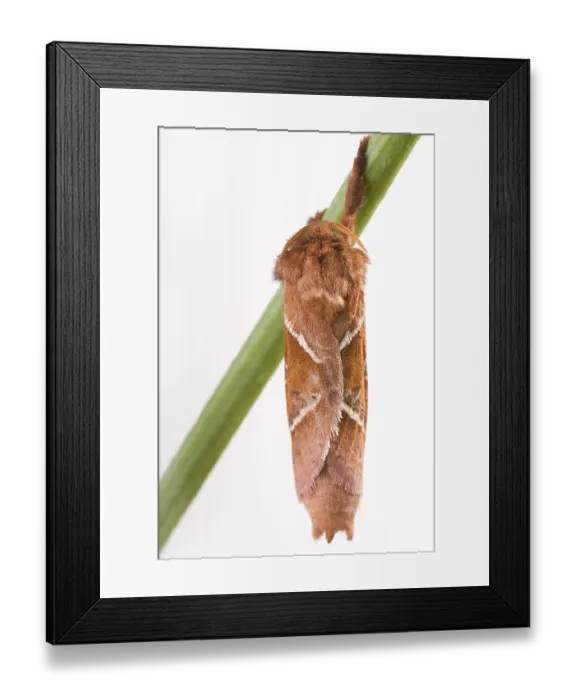 Framed Print : Orange Swift (Triodia sylvina) Framed Print : Orange Swift (Triodia sylvina)