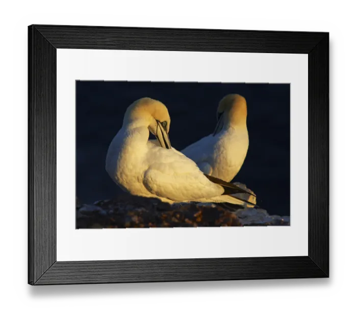Framed Print : Northern Gannet (Morus bassanus) cleaning its plumage
