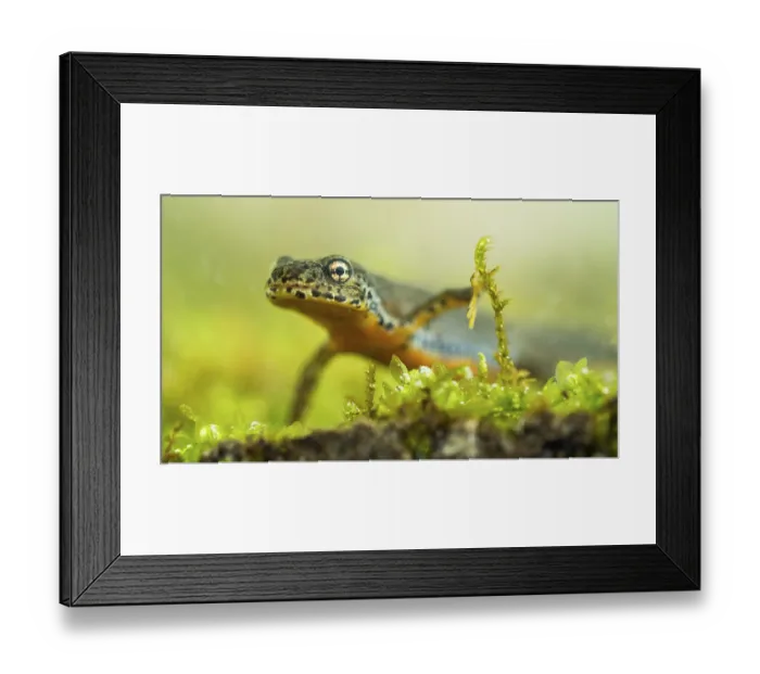 Framed Print : Alpine newt (Ichthyosaura alpestris)