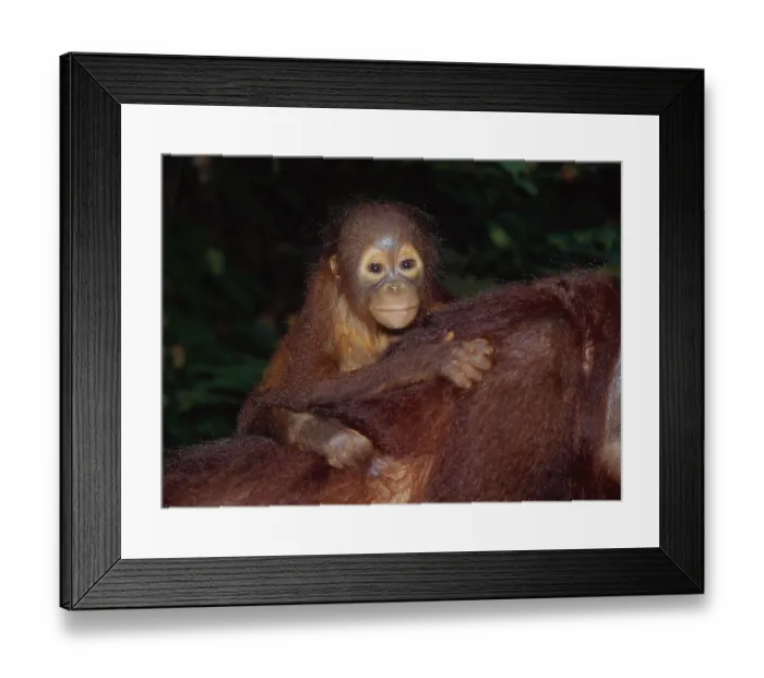 Framed Print : Young bornean orangutan (Pongo pygmaeus)