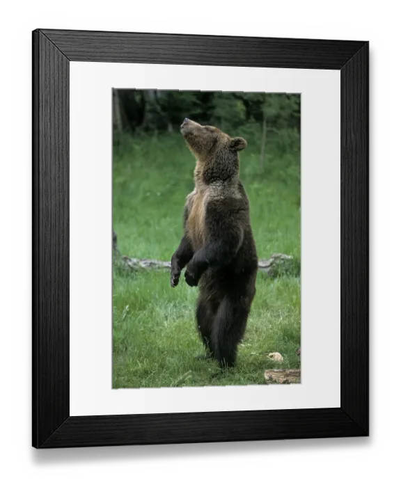 Framed Print : Grizzly bear (Ursus arctos horribilis)