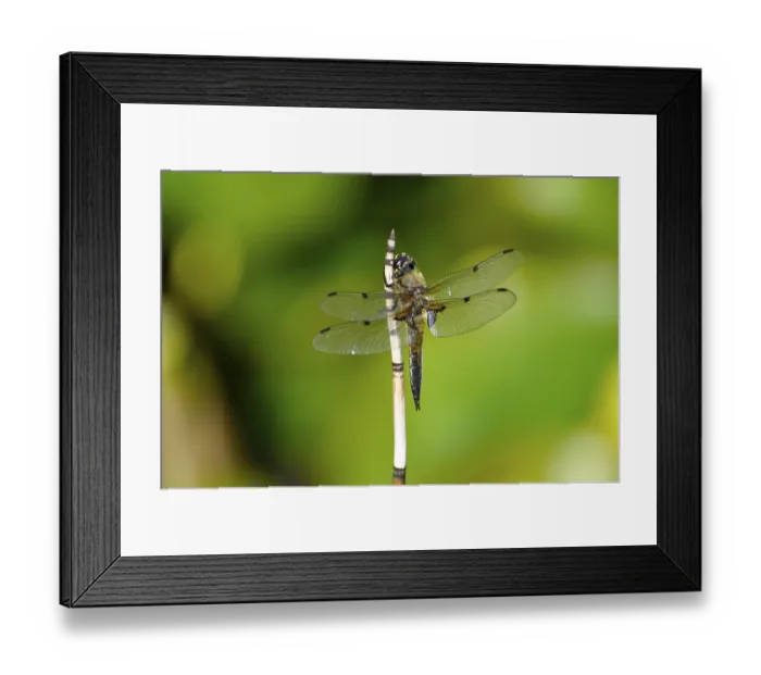 Framed Print : Dragonfly at the pond, four-spotted chaser (Libellula quadrimaculata)