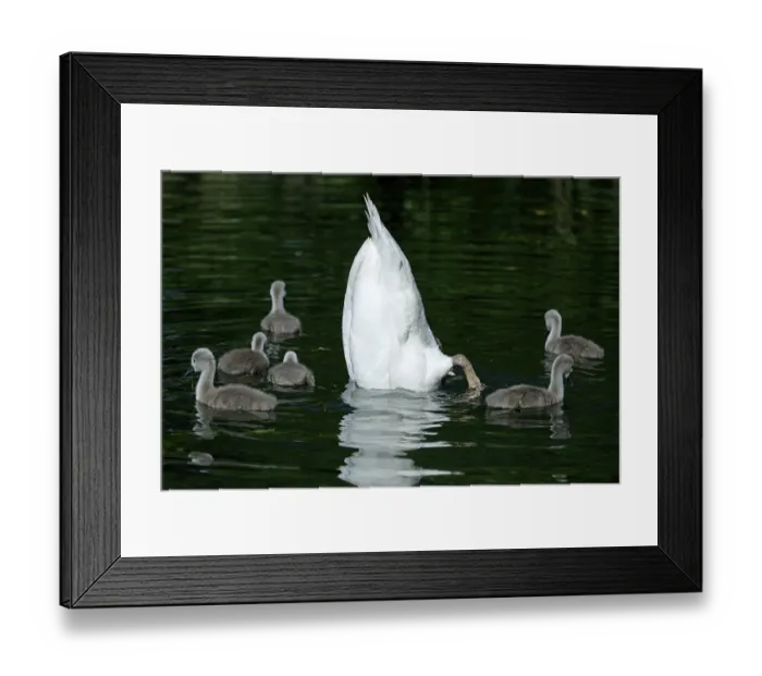 Framed Print : Mute Swan (cygnus olor), chick Framed Print : Mute Swan (cygnus olor), chick