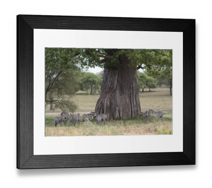 Framed Print : Plains zebra (Equus quagga) or horse zebra