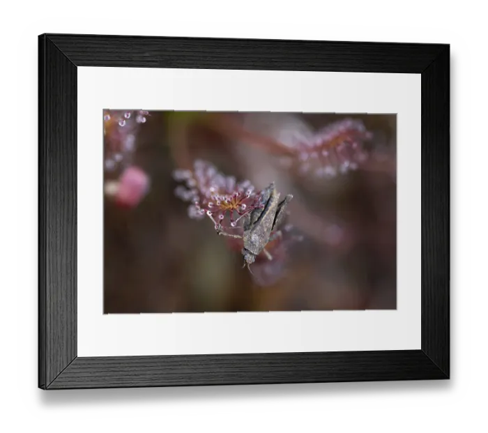 Framed Print : Oblong-leaved sundew (Drosera intermedia) Framed Print : Oblong-leaved sundew (Drosera intermedia)