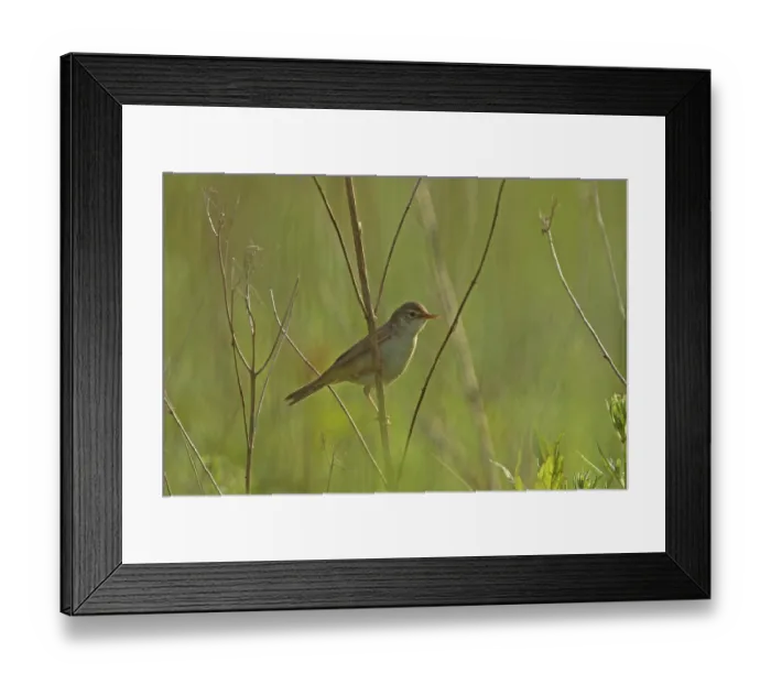 Framed Print : Marsh Warbler (Acrocephalus palustris)