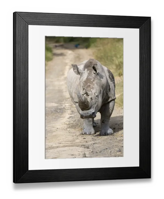 Framed Print : White Rhinoceros (Ceratotherium simum)