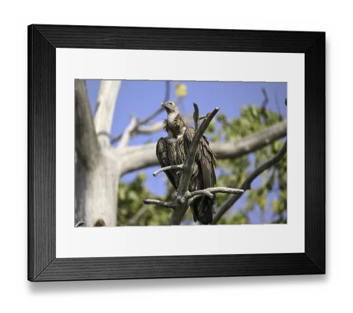 Framed Print : Snow Vulture or Himalayan Vulture (Gyps himalayensis)