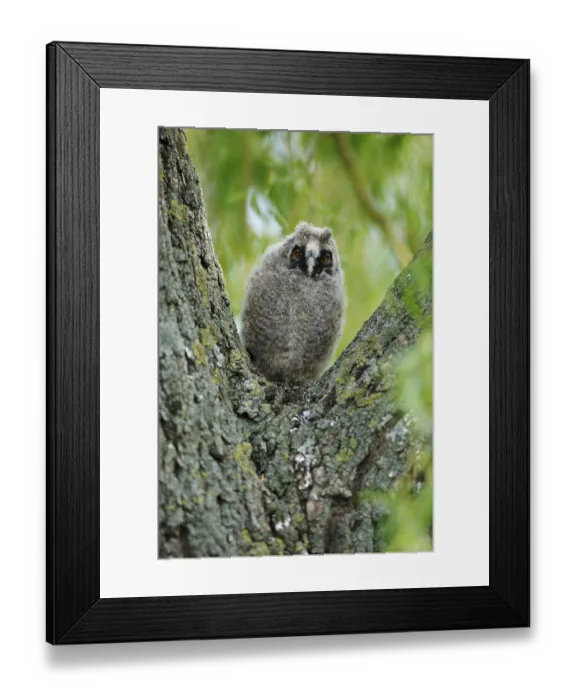 Framed Print : Long-eared owl (Asio otus) sitting in fork of tree branch Framed Print : Long-eared owl (Asio otus) sitting in fork of tree branch