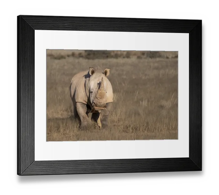 Framed Print : White rhinoceros (Ceratotherium simum)