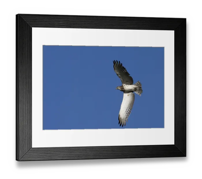 Framed Print : Black-chested snake eagle (Circaetus pectoralis)