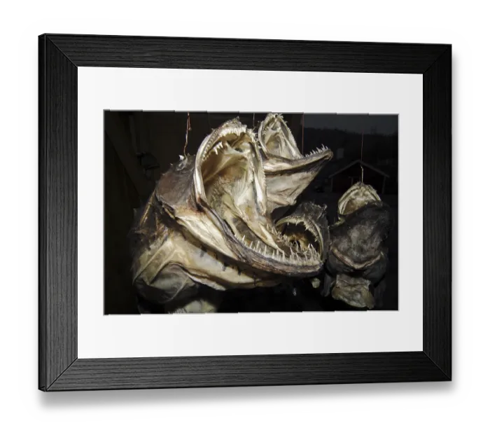 Framed Print : Dried monkfish, souvenir from Norway, Europe Framed Print : Dried monkfish, souvenir from Norway, Europe