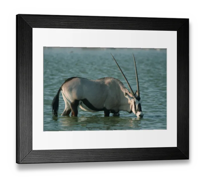 Framed Print : Gemsbok (Oryx gazella), Etosha national park Framed Print : Gemsbok (Oryx gazella), Etosha national park