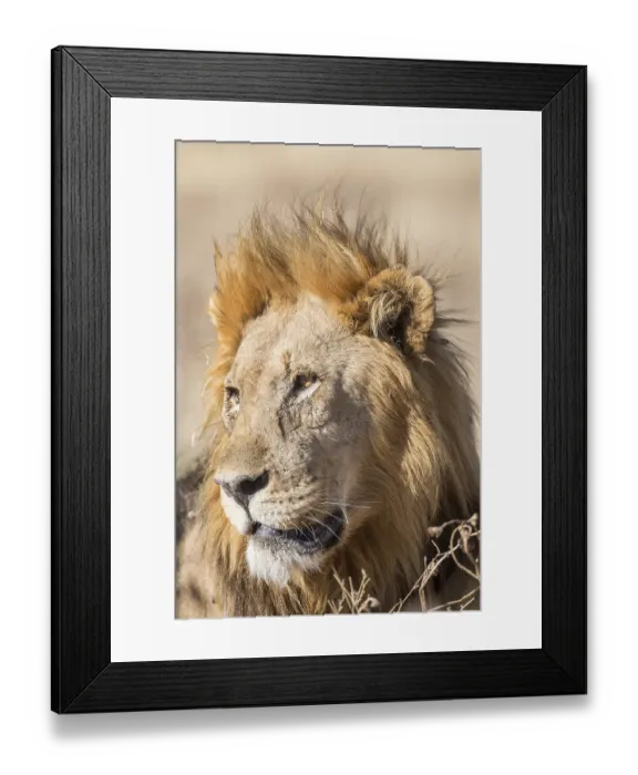 Framed Print : Lion (Panthera leo), male, Etosha National Park Framed Print : Lion (Panthera leo), male, Etosha National Park