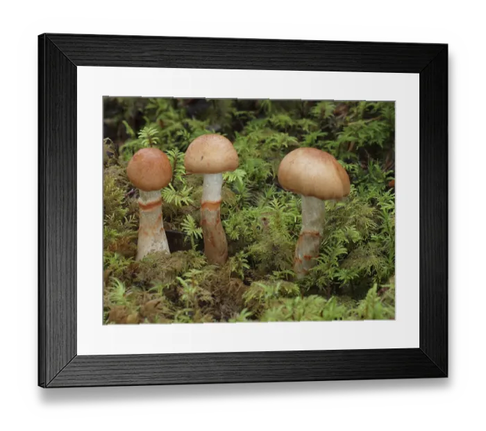 Framed Print : Cortinarius armillatus, commonly known as the red-banded cortinarius Framed Print : Cortinarius armillatus, commonly known as the red-banded cortinarius