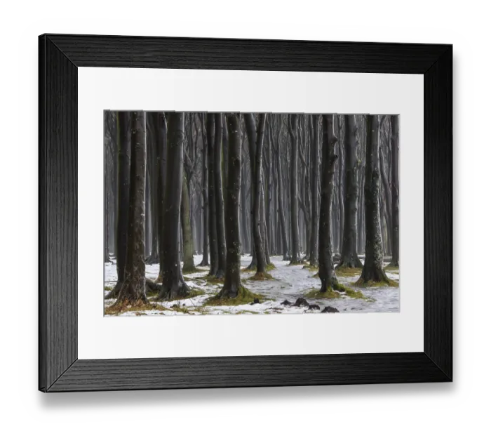 Framed Print : Ghost Forest, NienhagenMecklenburg-Vorpommern
