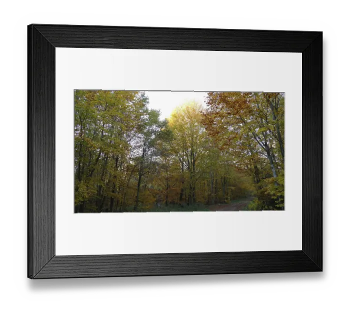 Framed Print : Colourful autumn forest, mainly birch trees