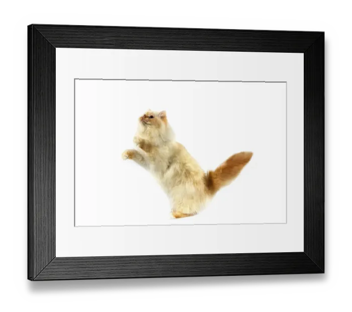 Framed Print : RED BURMESE CAT Framed Print : RED BURMESE CAT
