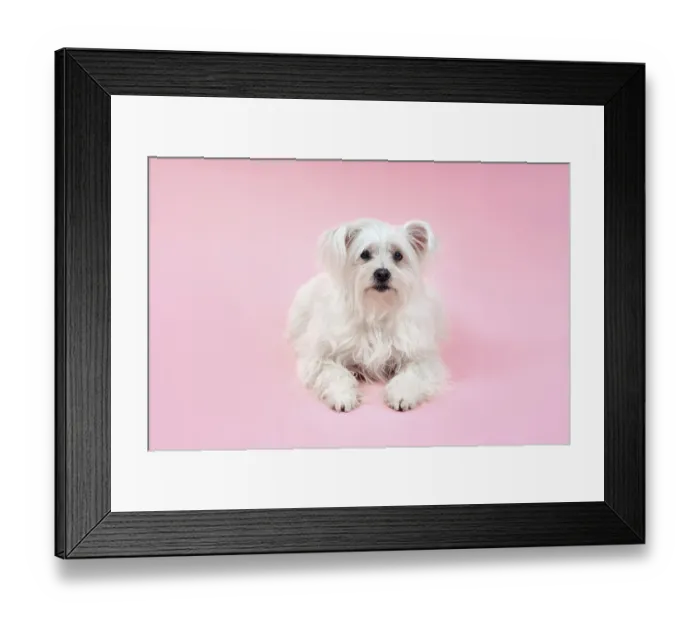Framed Print : Portrait of adorable white fluffy dog posing on studio isolated on pink background
