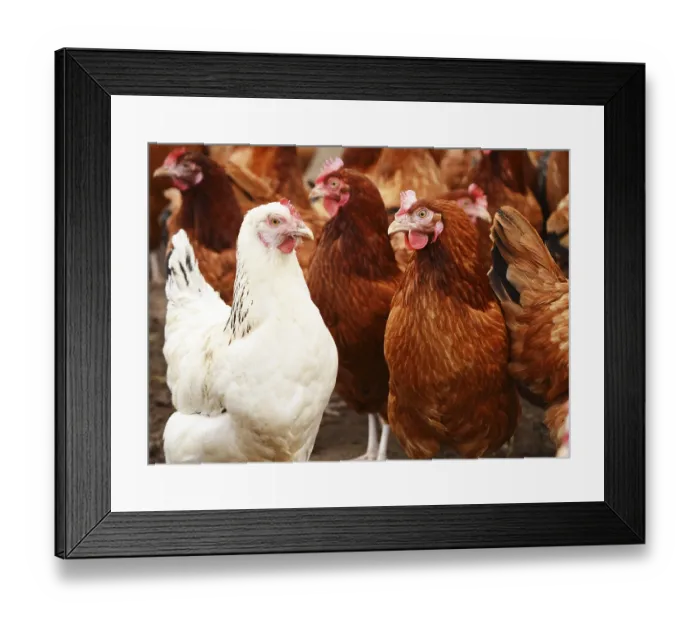 Framed Print : Traditional free range poultry farming