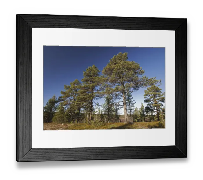 Framed Print : Scots pine, Scots pine habitat