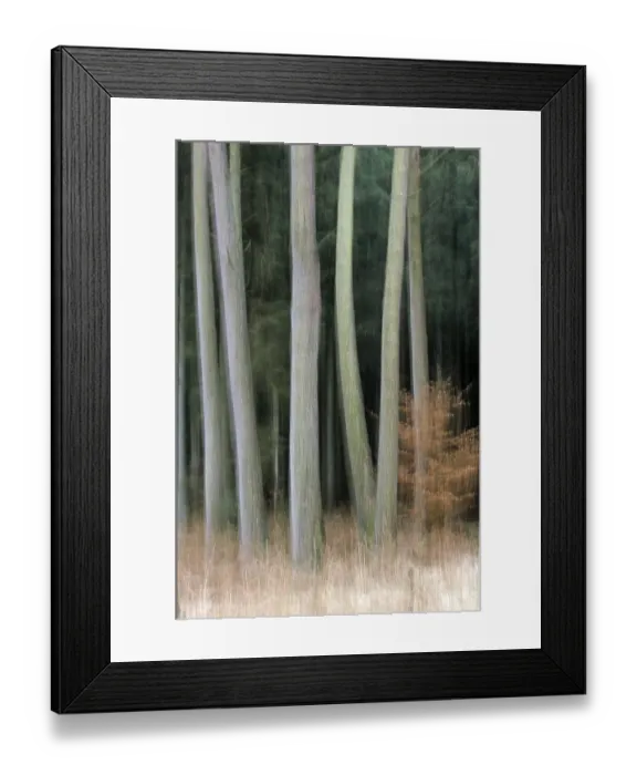 Framed Print : Scots pine (Pinus) forest in early winter (Common pine) Framed Print : Scots pine (Pinus) forest in early winter (Common pine)