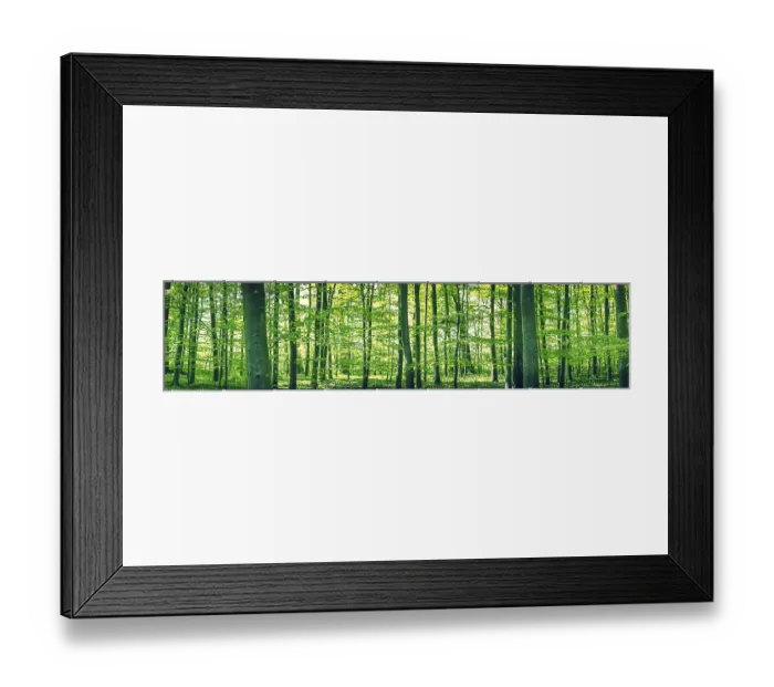 Framed Print : Panorama landscape of a beech forest in the spring Framed Print : Panorama landscape of a beech forest in the spring
