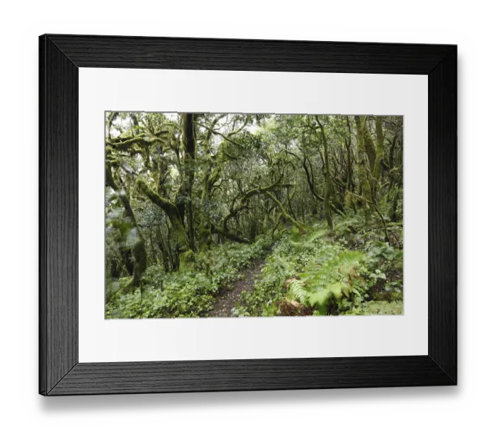 Framed Print : Paths leading throgh moss-covered trees in a cloud forest Framed Print : Paths leading throgh moss-covered trees in a cloud forest