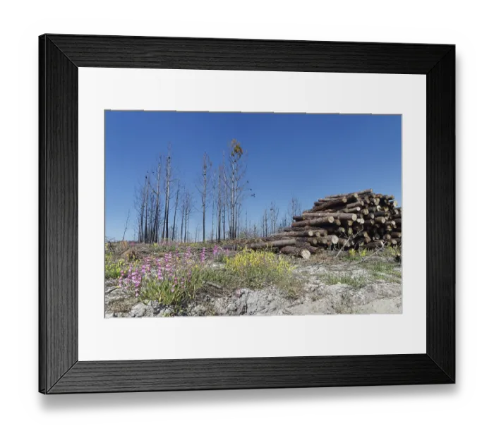 Framed Print : Former forest fire area, near Nazare Framed Print : Former forest fire area, near Nazare