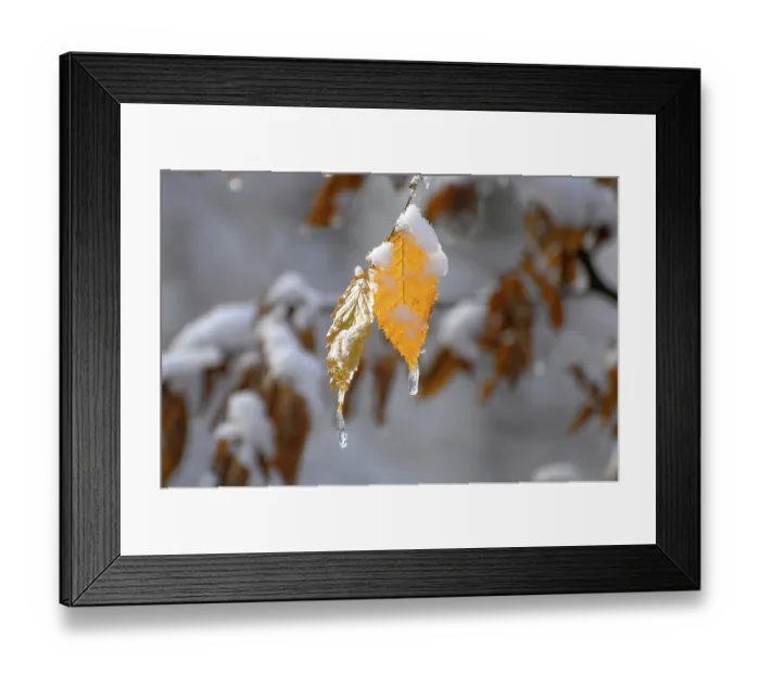 Framed Print : Beech leaves, snow with deciduous forest in winter