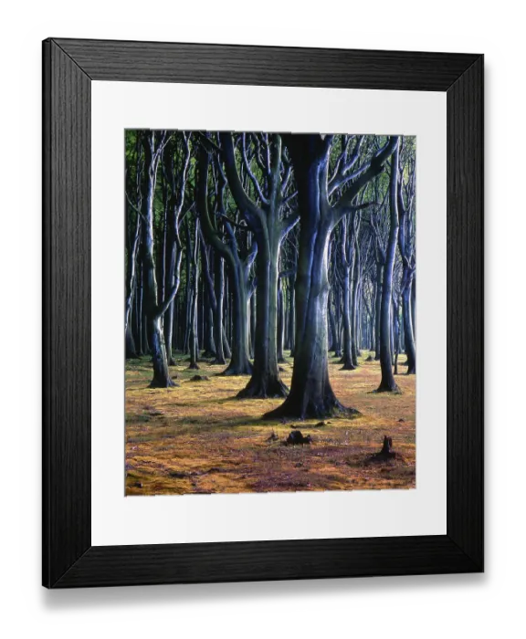 Framed Print : Ghost forest near Nienhagen, Mecklenburg Framed Print : Ghost forest near Nienhagen, Mecklenburg