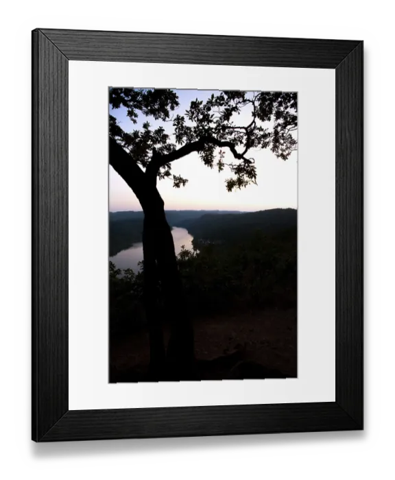 Framed Print : Sessile oak (Quercus petraea), shortly after sunset with view of water Framed Print : Sessile oak (Quercus petraea), shortly after sunset with view of water