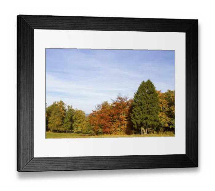 Framed Print : Group of trees in autumn garb