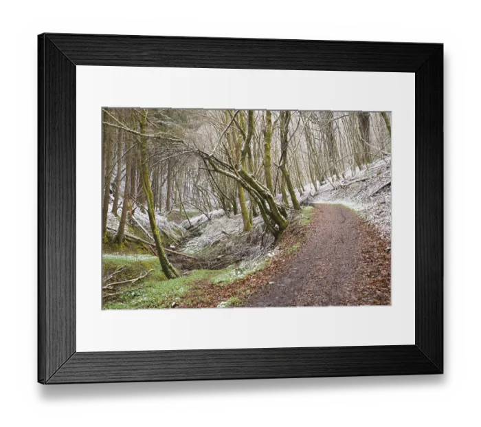 Framed Print : Forest covered in snow, trunks of fir trees