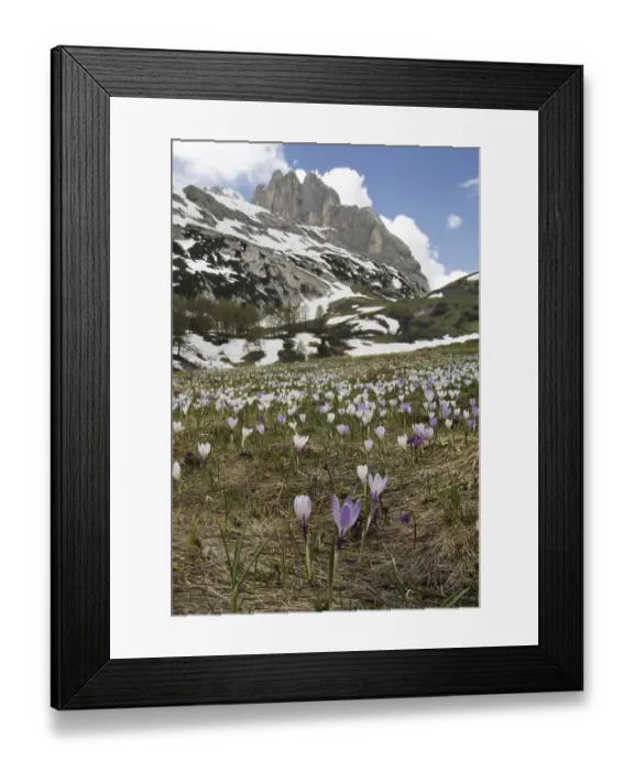 Framed Print : Spring crocus (Crocus vernus), spring saffron Framed Print : Spring crocus (Crocus vernus), spring saffron