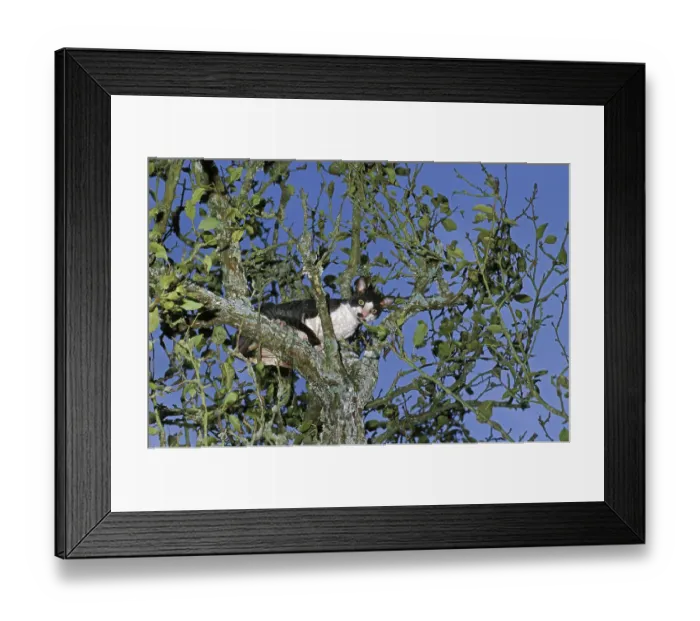 Framed Print : Cornish Rex domestic cat, adult in tree Framed Print : Cornish Rex domestic cat, adult in tree