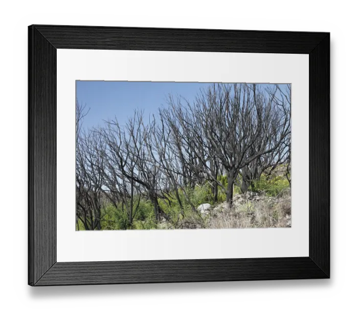 Framed Print : Burnt heather bushes in Garajonay National Park