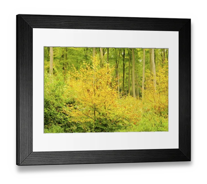 Framed Print : Beech forest in autumn, beech forest in fall 11