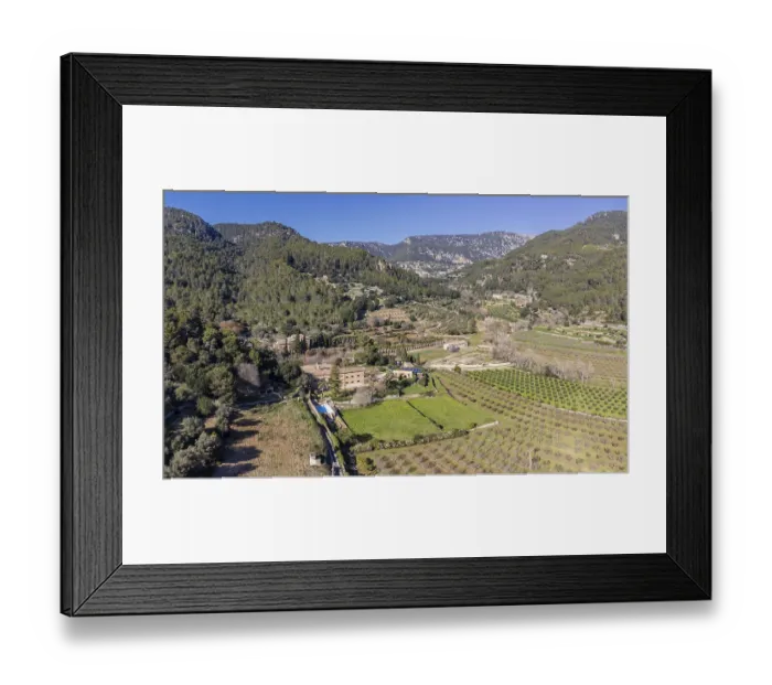 Framed Print : Son Brondo olive grove, typical Mallorcan variety