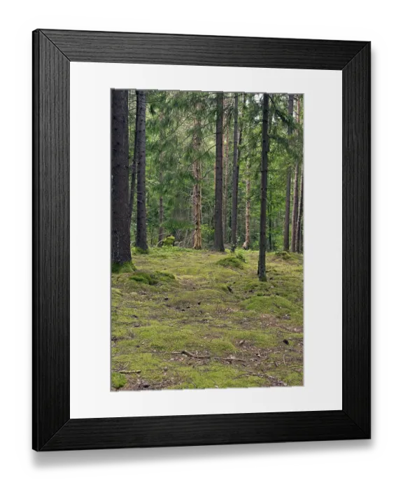 Framed Print : Nordic, boreal coniferous forest Nordic